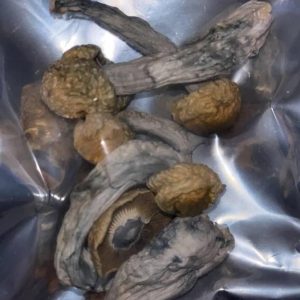 Køb Psilocybe Cubensis online i tørret form til laboratorieforskning.